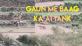 Gaun me fir aya baag.. #tiger #villagelife #attack #garhwali #viral #viralvideo #viral_video