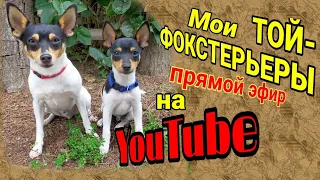 Yakubovskie.ru dog-show CIRCUS о той-фокстерьерах.Особенности дрессировки и характера редкой породы