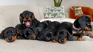 Dachshund puppies 8 - 12 weeks old, compilation.
