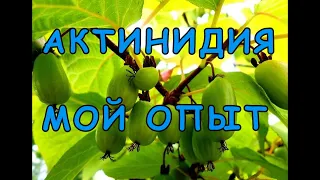 Актинидия на моем участке - неудачный опыт......