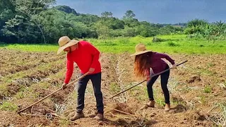 Lida na Roça/ Vacas Brigando/ Tirando leite/Cobrindo o CAPIM/ LIDA, Dicas, Conversas e mais...