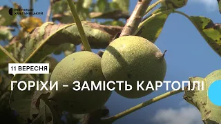 У селі на Хмельниччині родина пенсіонерів вирощує гектари горіхів