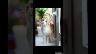 cute cat video