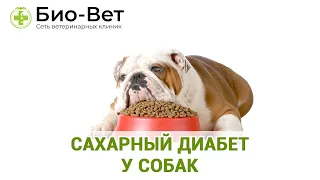 Сахарный диабет у собак. Ветеринарная клиника Био-Вет.