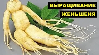 Выращивание женьшеня как бизнес идея