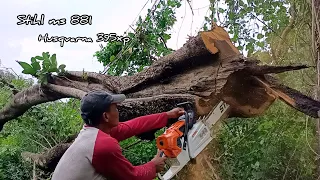 Cut down 2 trees like a Rock ! Stihl ms881 & Husqvarna 395xp chainsaw.