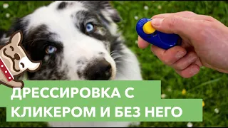 Дрессировка собак с кликером и без него. Советы кинолога.