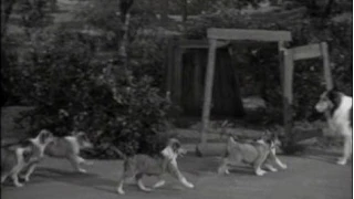 Lassie - Episode #170 - "The Puppy Story"  - Season 5, Ep. 27 - 03/08/1959