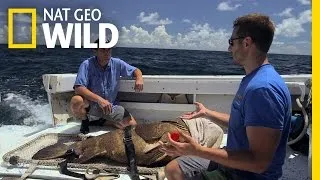 A Look at the Giant Grouper | Monster Fish