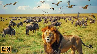 Our Planet | 4K African Wildlife - Great Migration from the Serengeti #104