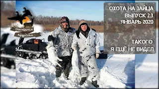 Отличная охота на зайца. Выпуск 2.3. Такого у меня ещё не было!