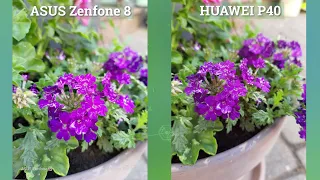 ASUS Zenfone 8 vs Huawei P40 Camera Comparison - Battle of the Flagships