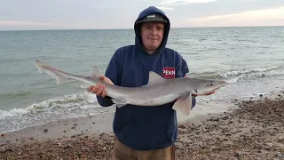 smoothhound (gummy shark) fishing west sussex near worthing.