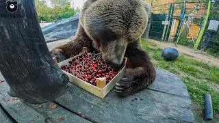 Черешневое настроение🐻🍒