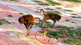 Fake Snake vs Monkey Prank Banana Very Funny |fake snake monkey prank