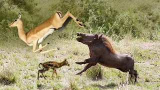 Unbelievable Warthog Attacks And Eats Baby Gazelle Was Just Born