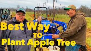 The Best Way to Plant Apple Tree