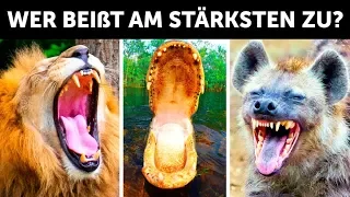 Wer hat den stärksten Biss der Welt?