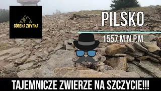 Pilsko (z Korbielowa)- Górska Zwyrka