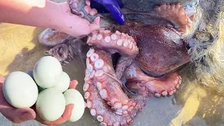 octopusr & shark season, encounter sharks!