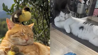Sweet Dreams☺️Funny Cats and Dogs video May V66