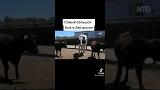 самый большой бык в австралии🐂