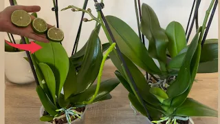 Just 1 thin slice a week! Suddenly the Orchid 100% Flower branch bursts out