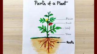 Parts of plant drawing step by step | How to draw different parts of plant easy idea