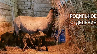 Сколько ягнят приносит Романовская овца? Считаем! Как устроено родильное отделение для овец?