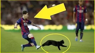 ►Animals on the Football Pitch .. Funny Moments