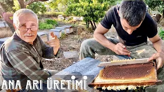 Arıcılık Videoları / Basit Ana Arı Üretimi. Larva Transferi Sohbetleri