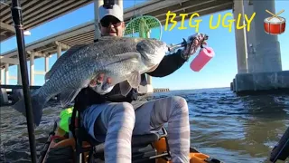 I Defeated The Big Ugly! Caught An HUGE Black Drum On My Old Town Autopilot Kayak!