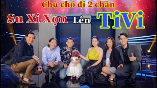 Chú Chó Đi 2 Chân | Su Xí Xọn được lên TIVI gặp anh Võ Tấn Phát đầu tiên tại Việt Nam