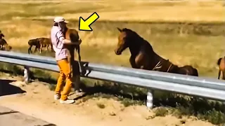 Man Returns Lost Baby Horse To Its Crying Mom. What Happened Next Will Melt Your Heart!