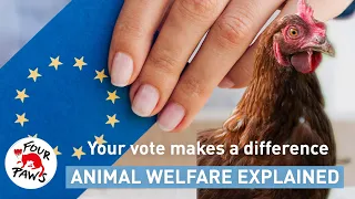 What do animals have to do with elections? | Animal welfare, explained