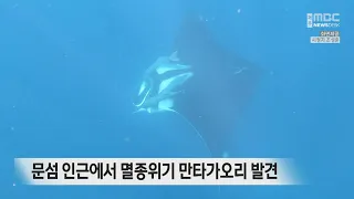 문섬 인근에서 멸종위기 만타 가오리 발견