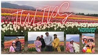 TULIPS  festival- beautiful Canada #tulips #lakelandflowers -everyday life in Canada #flowers