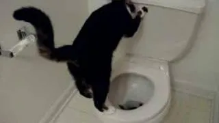 Toilet Cat