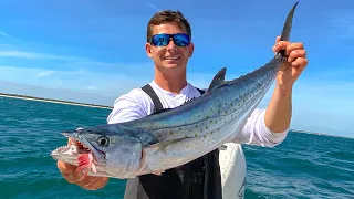 RECORD Sized Mackerel! Catch Clean Cook