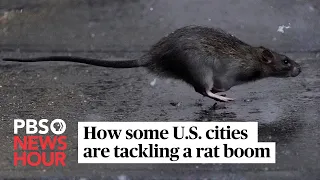 WATCH: Rats are on the rise. Here’s what cities are doing about it