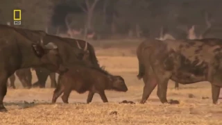 Дикая природа Африки Хищники Жизнь львиного прайда Документальный фильм National Geographic