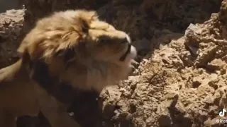 Sad Lion king (sorry if Its sad i found it)