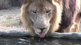 Lion Drinking Water *Slow-Motion...