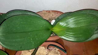 Doritaenopsis no vaso de cerâmica
