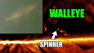 Walleye Fishing with Spinner Rigs and Livescope!