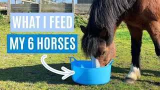 WHAT I FEED MY HORSES | Concentrates | Lock Down Day 18