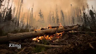 Wie Waldbrände und Klimawandel zusammenhängen | KlimaZeit