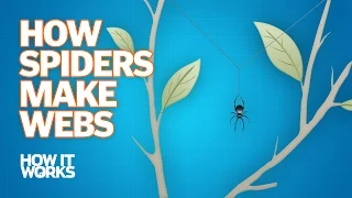How Spiders Make Webs