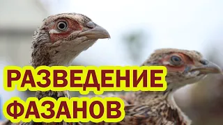 Разведение ФАЗАНОВ. От яйца до яйца. Наш опыт содержания.