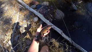 Fly-Fishing Colorado River Cutthroat on Boulder Mountain, Utah